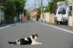 ひかれるよー(；・∀・)