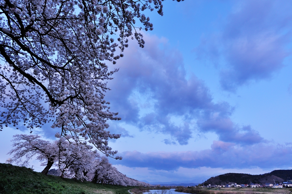 目覚める千本桜