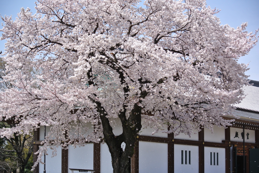 桜吹雪っ