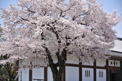 桜吹雪っ