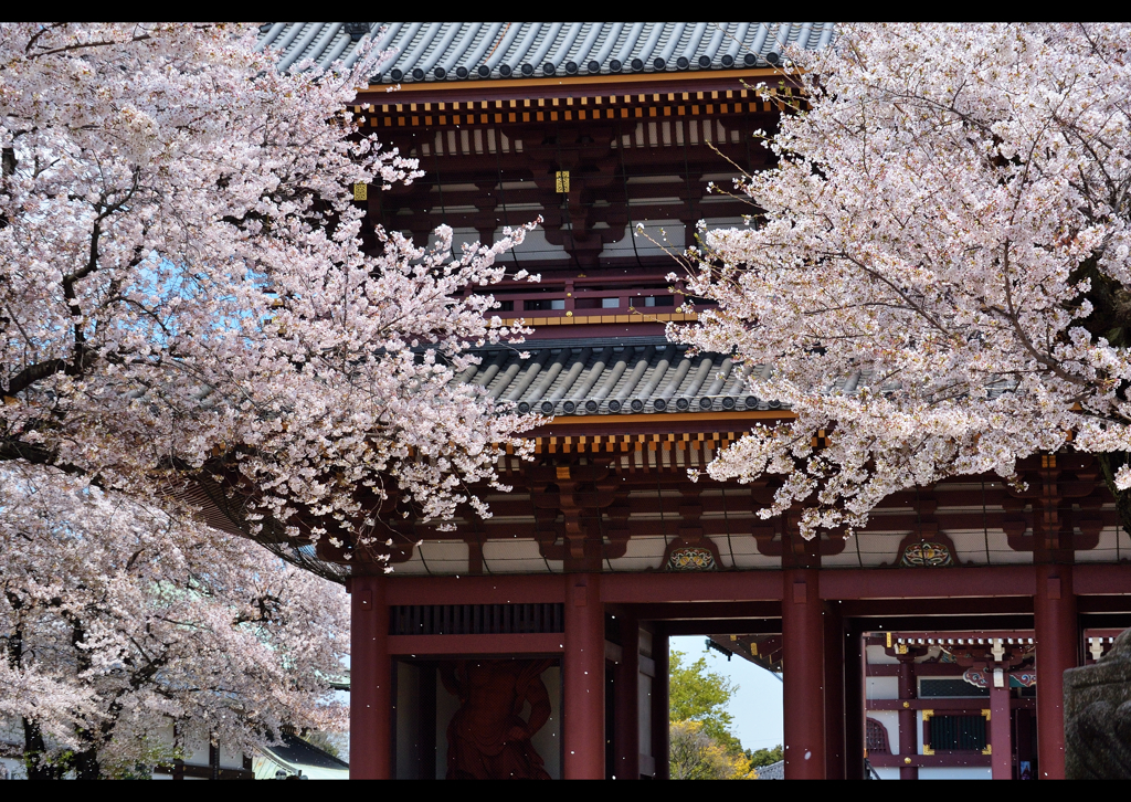 Tokyo桜便り　５