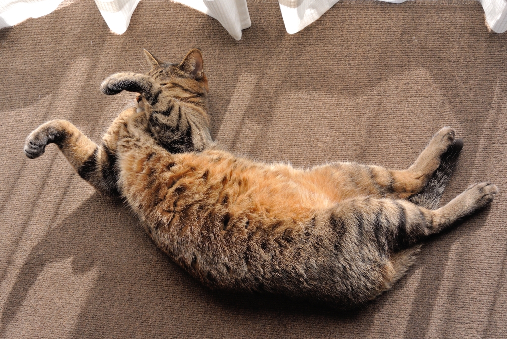 New year's cat 3