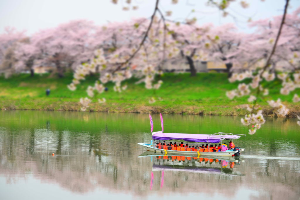 桜映船