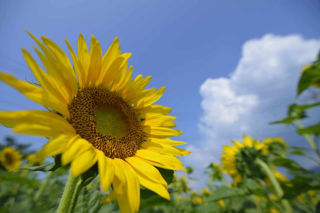 夏が来た