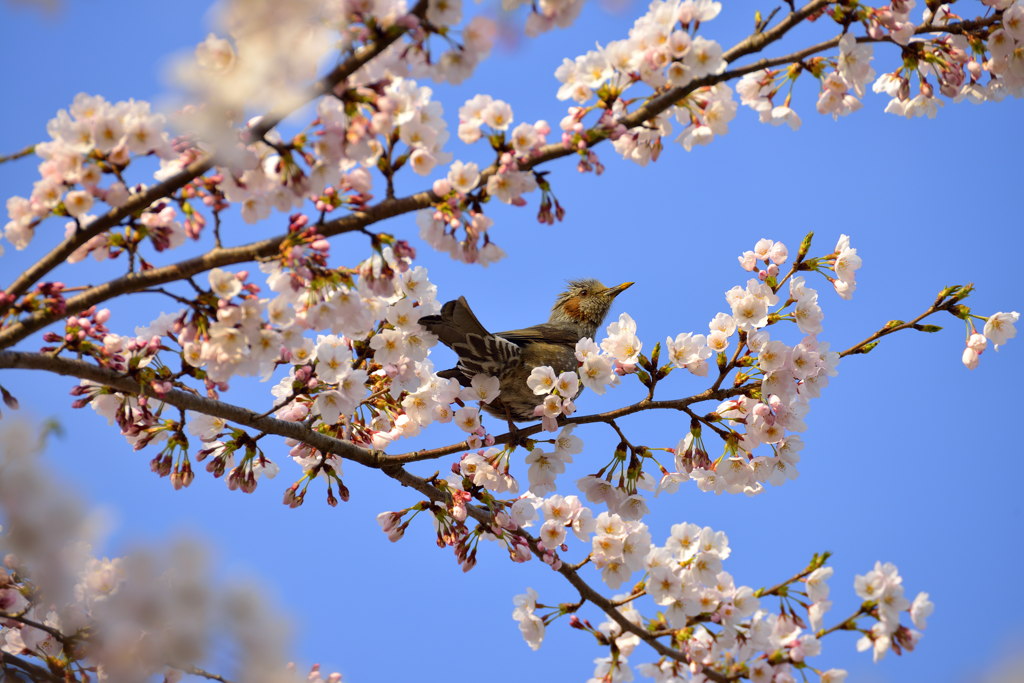 春がキタ！
