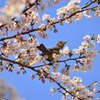 春がキタ！