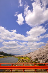 青空の下、桜回廊