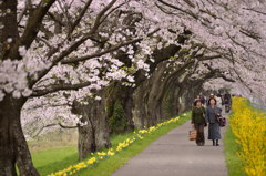 桜道、二人旅。