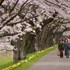 桜道、二人旅。