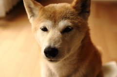 じー
