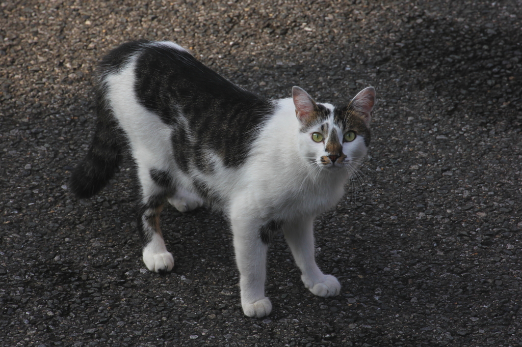 とある朝出遭った猫