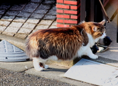 散歩中
