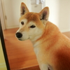 見返り美人