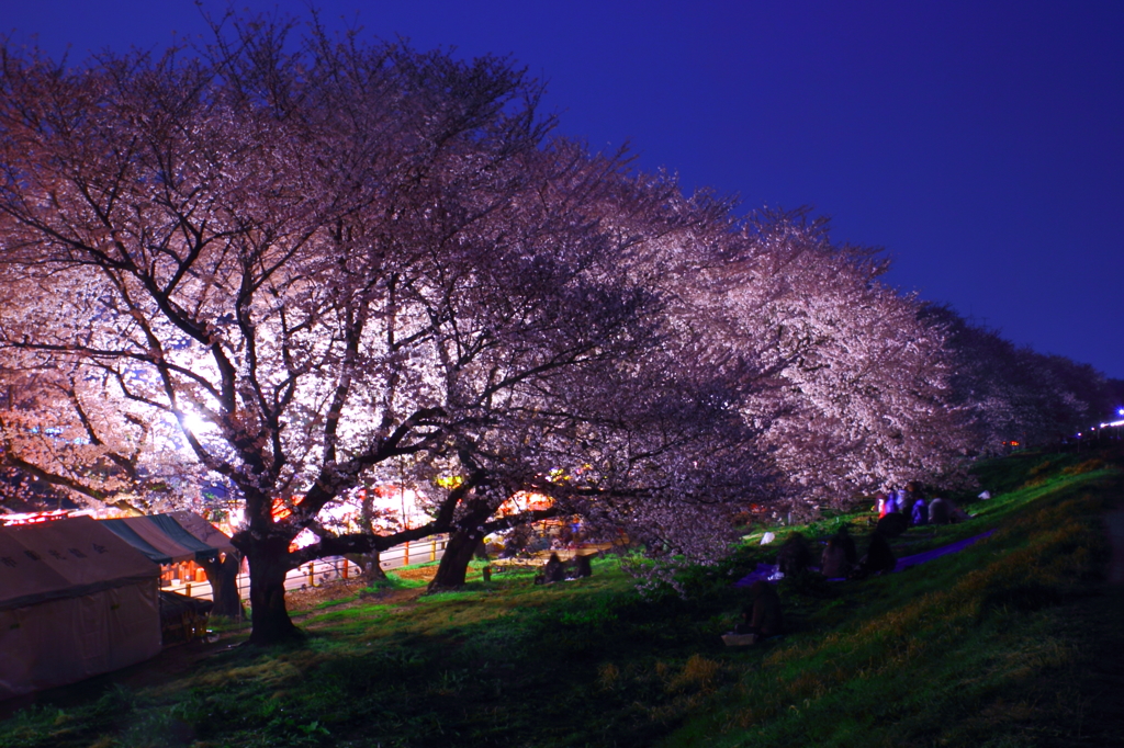 熊谷桜堤