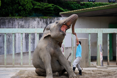 飼育員と戯れるインドゾウ
