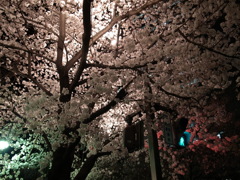 夜桜