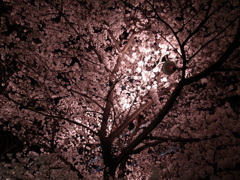 夜桜