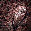 夜桜