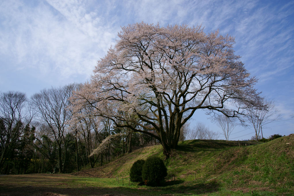 エゾヒガンザクラ