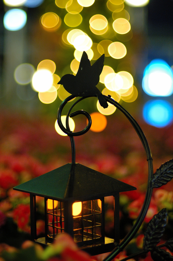 WONDER FLOWER GARDEN 06
