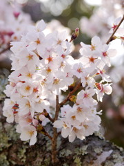 桜、咲く 09