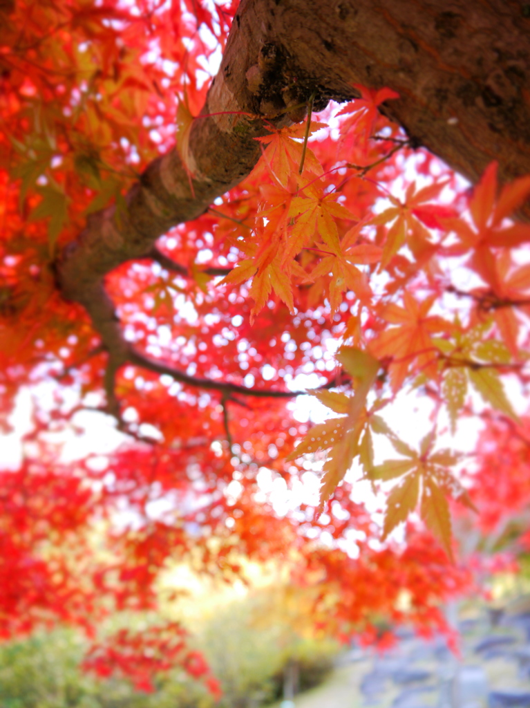 秋を装う 14