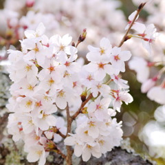 桜、咲く 10