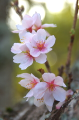 Sakura 2016（27）