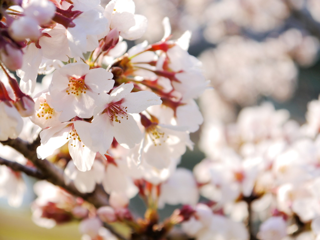 桜、咲く 06