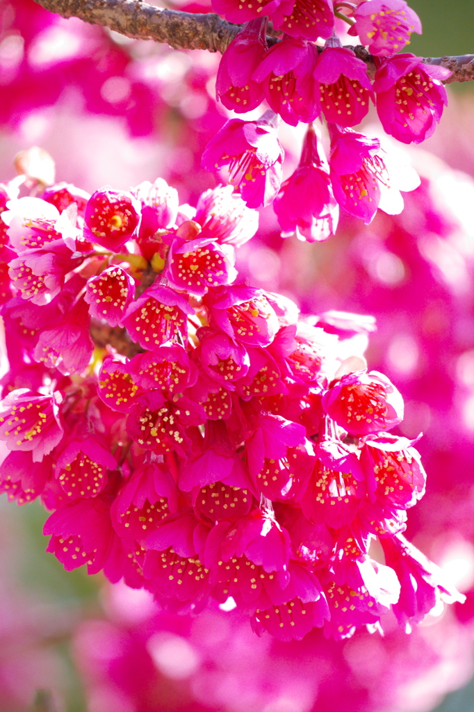 寒緋桜 02