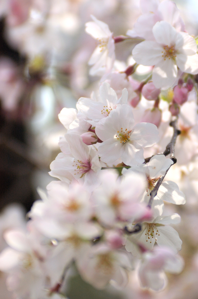 Sakura 2016（10）