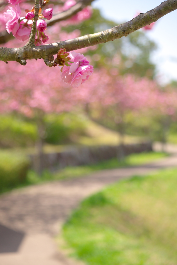 さくら、散策 24