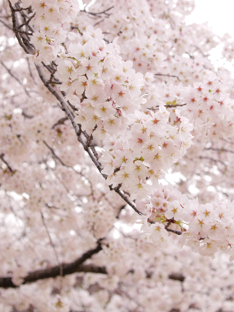 桜、咲く 02