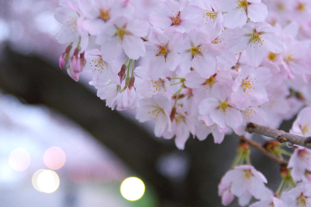 Sakura 2016（24）