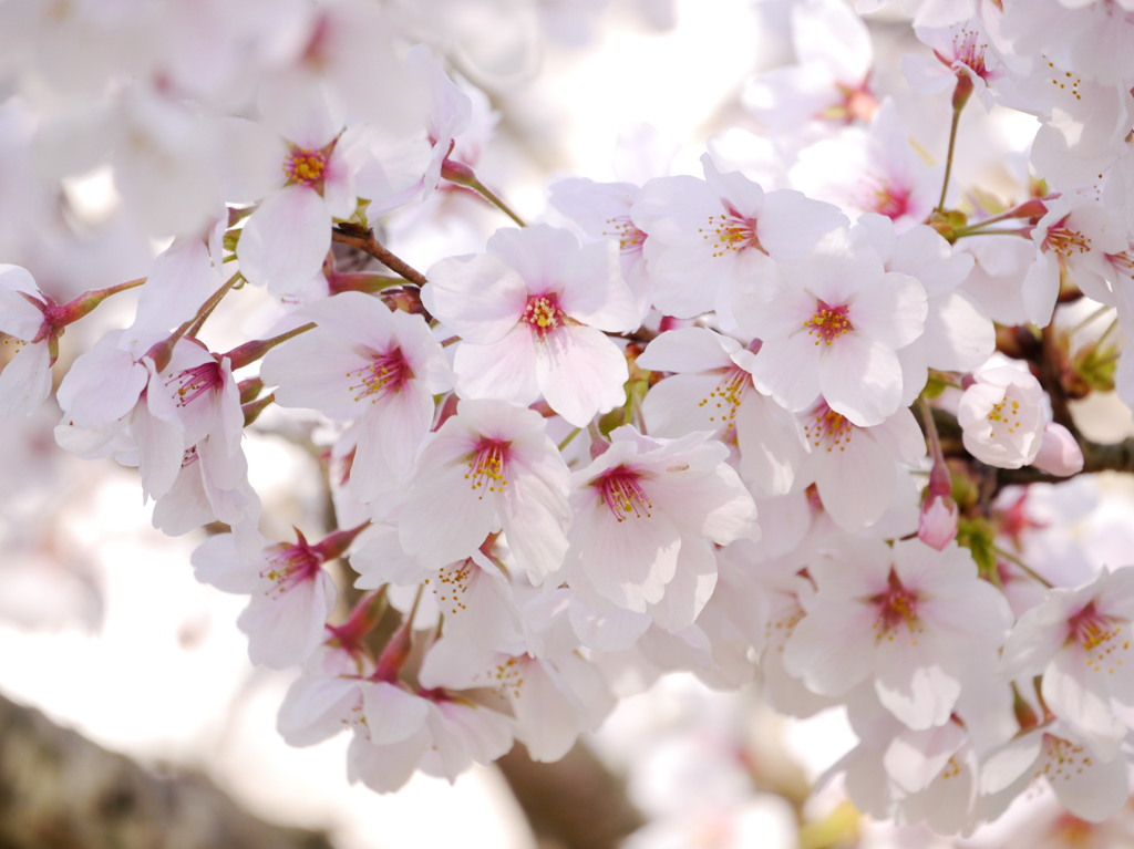 桜、咲く 08