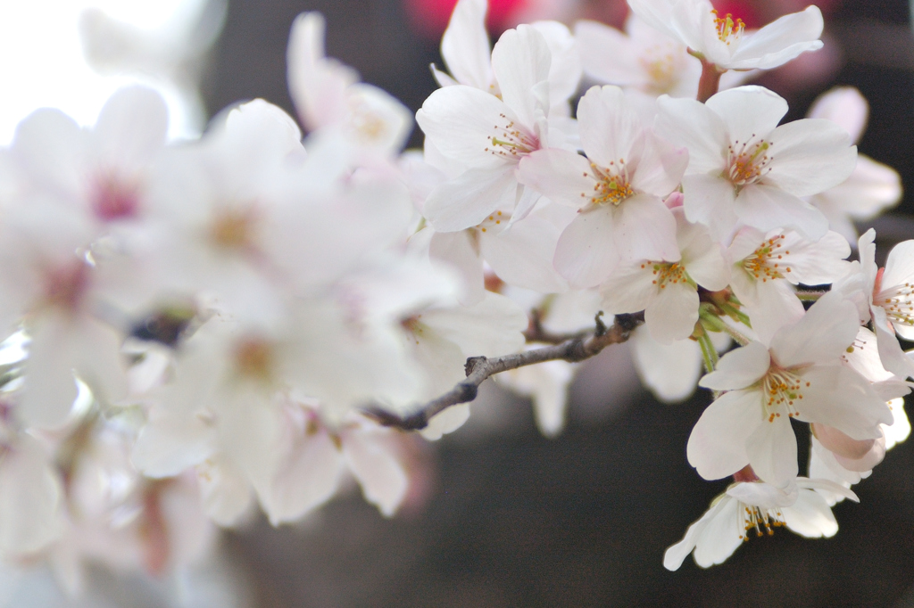 Sakura 2016（9）