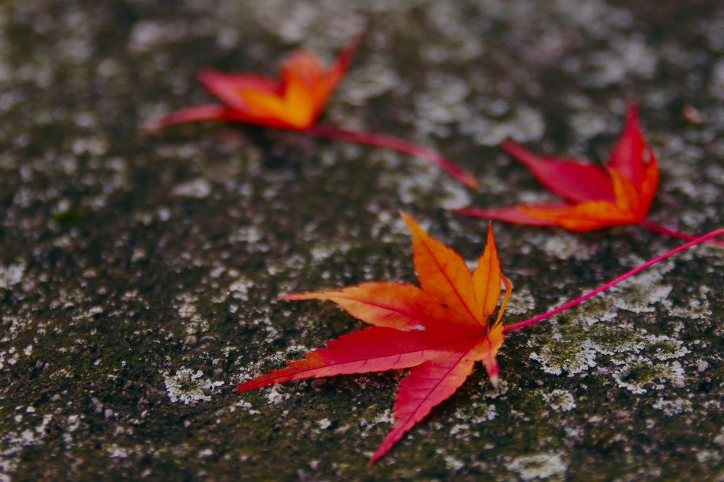 秋の「お写ん歩」 03