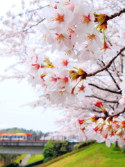 我が町の春