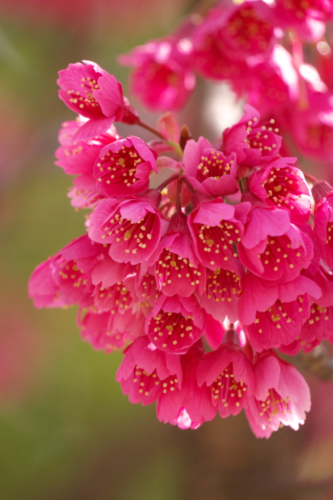 寒緋桜