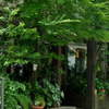Green Cafe