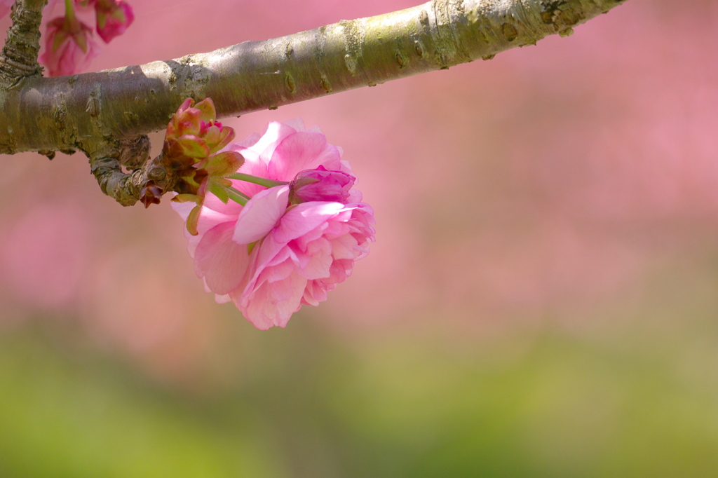 さくら、散策 22