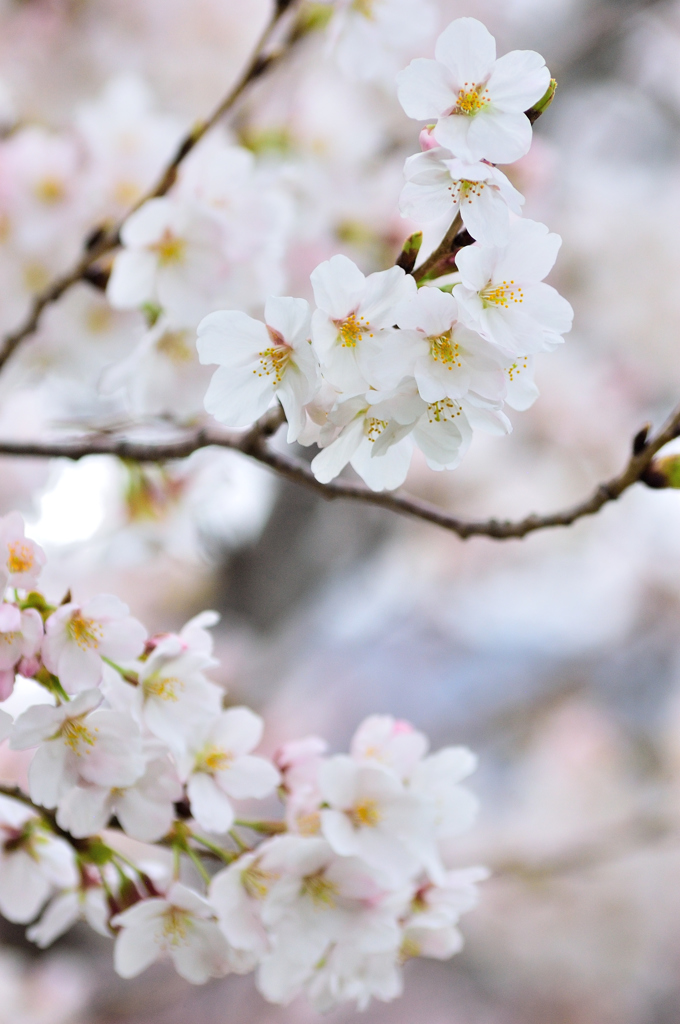 Sakura 2016（15）