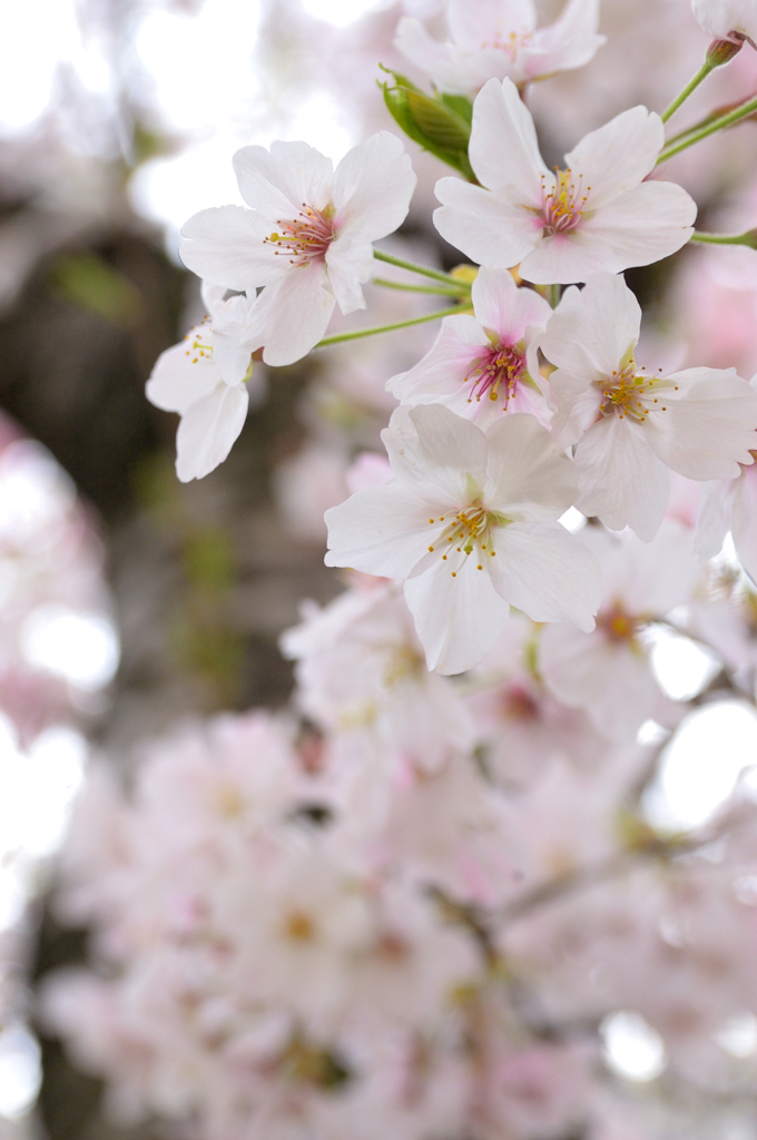 Sakura 2016（18）