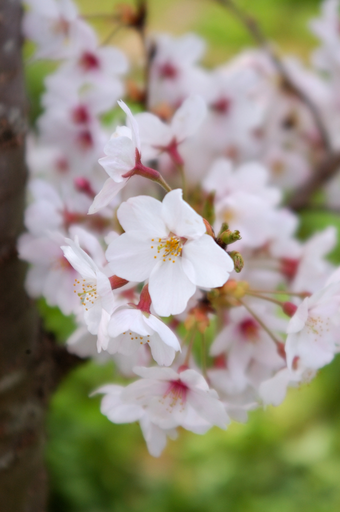 Sakura 2016（22）