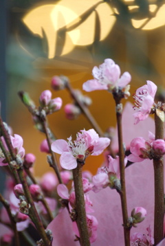 「ふく」の芽、花咲きます