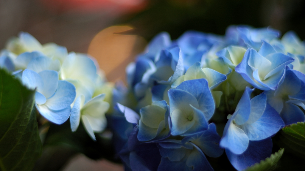 紫陽花 04
