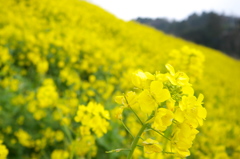 菜の花畑