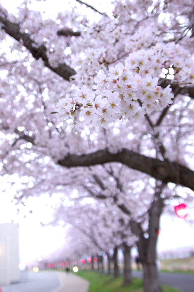 Sakura 2016（30）