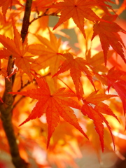 秋を装う 11