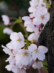 桜、咲く